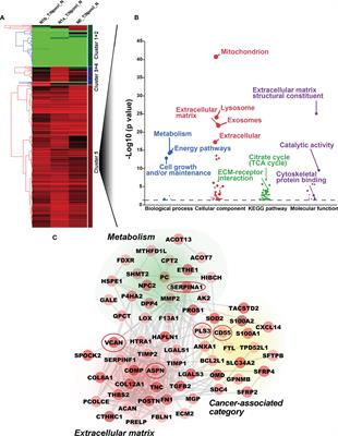 Asporin Interacts With HER2 to Promote Thyroid Cancer Metastasis via the MAPK/EMT Signaling Pathway